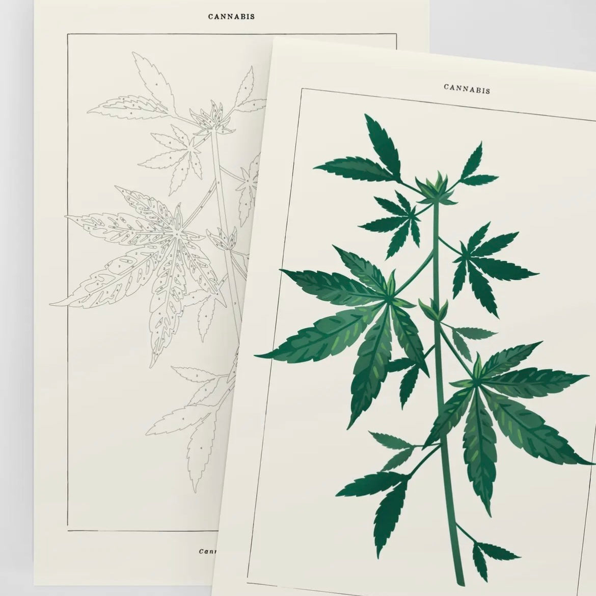 Cannabis Botanical | Modern Paint By Number Kit